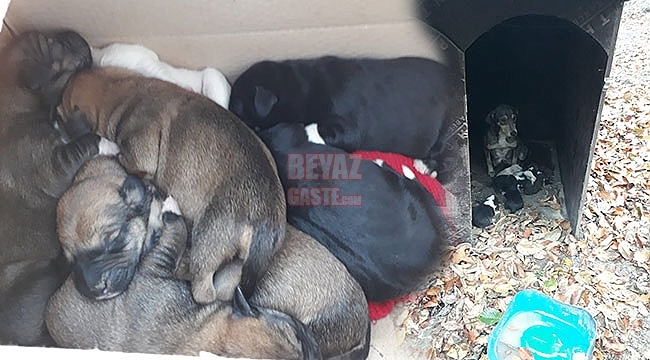 Düşkün Haldeki Köpek İçin Hayat Desteği İlkadım'dan Geldi