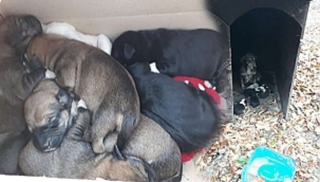 Düşkün Haldeki Köpek İçin Hayat Desteği İlkadım'dan Geldi