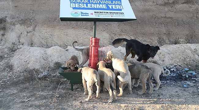 İlkadım Belediyesinden Sokak Hayvanlarına Yaşam Desteği