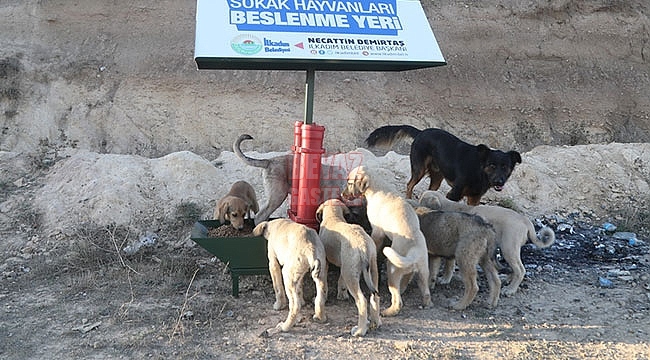 İlkadım Belediyesinden Sokak Hayvanlarına Yaşam Desteği 