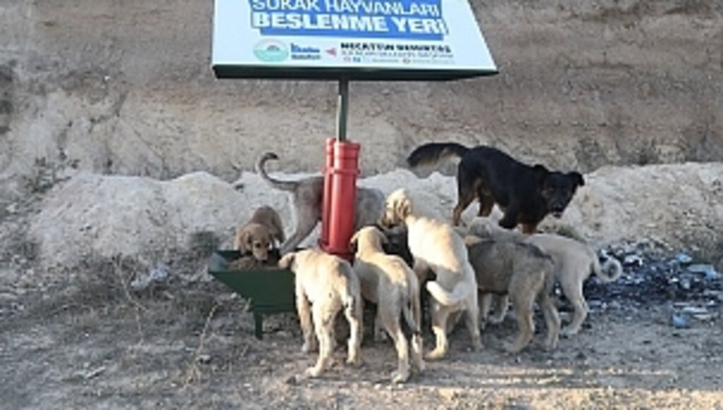 İlkadım Belediyesinden Sokak Hayvanlarına Yaşam Desteği 