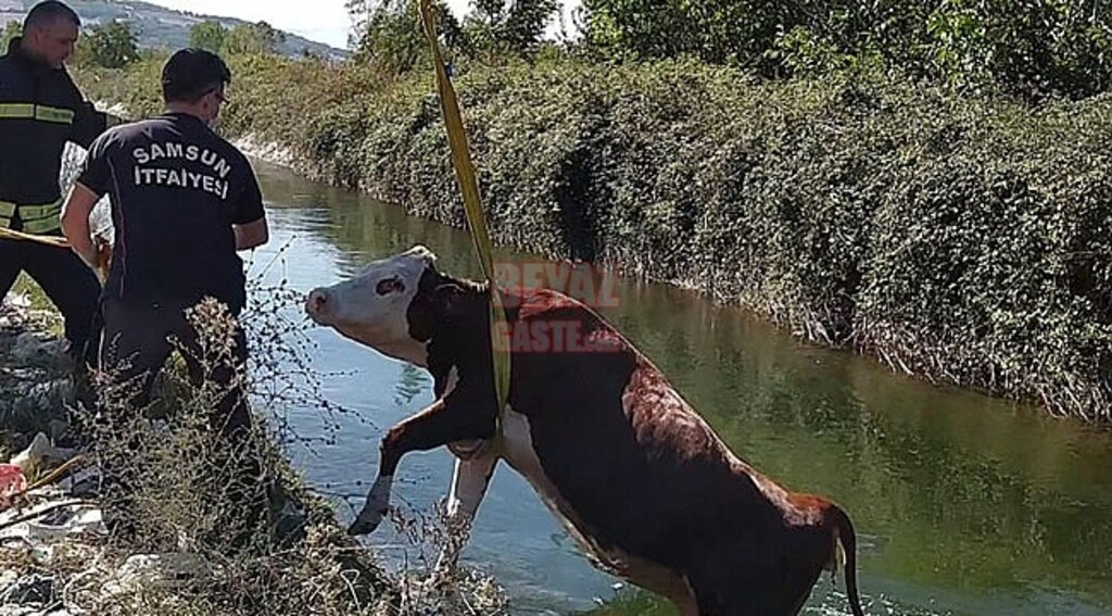 Sulama Kanalına Düşen İnek Kurtarıldı