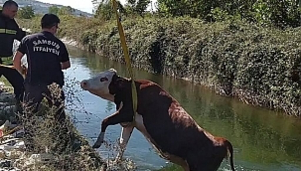 Sulama Kanalına Düşen İnek Kurtarıldı