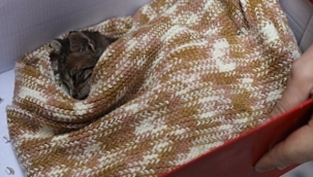 Yavru Kedinin Yardımına İlkadım Belediyesi Koştu