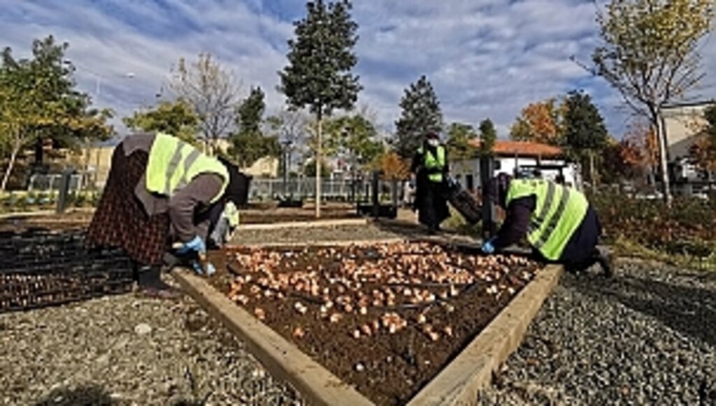 200 Bin Lale Toprakla Buluşuyor