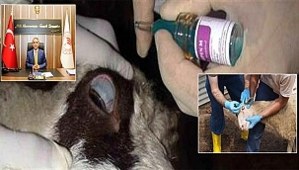 Aşılama Faaliyetlerimiz Devam Ediyor