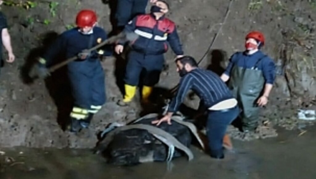 Çamura Saplanan İnek Kurtarıldı