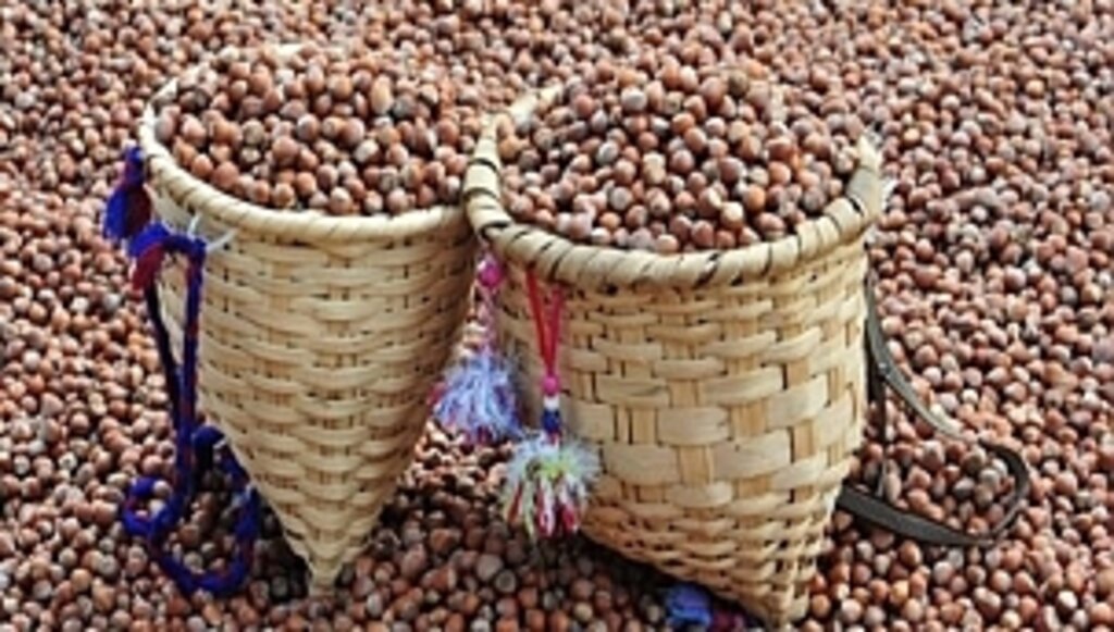 Fındık İhracatında Düşüş Trendi Sürüyor