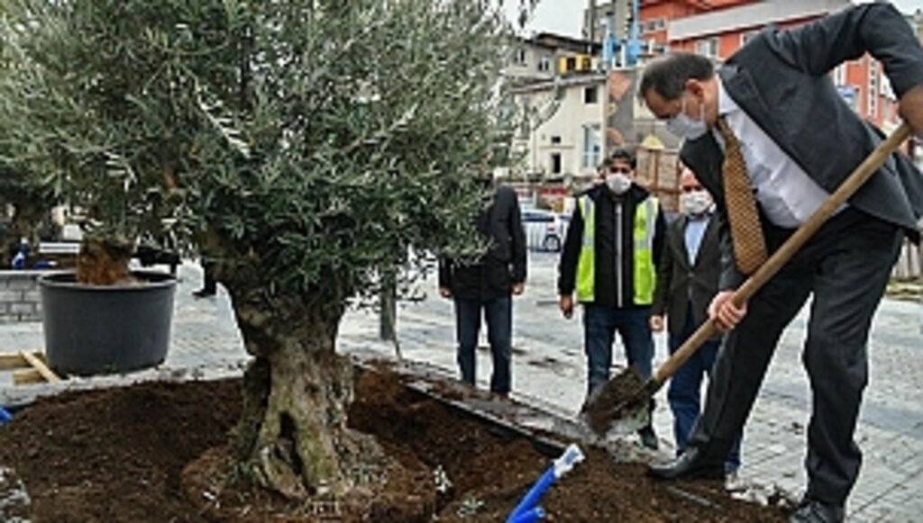 Saathane Meydanı, Zeytin Ağaçları İle Yeşilleniyor