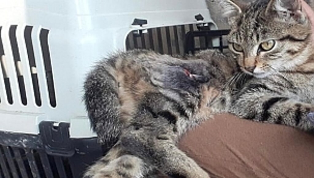 Yaralı Kediye, Büyükşehir Sahip Çıktı