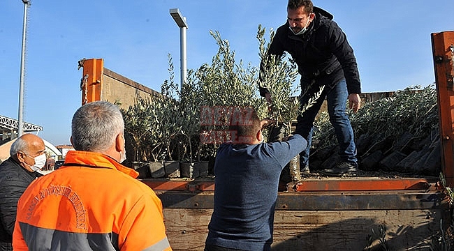 Büyükşehirden Zeytin Fidanı Desteği