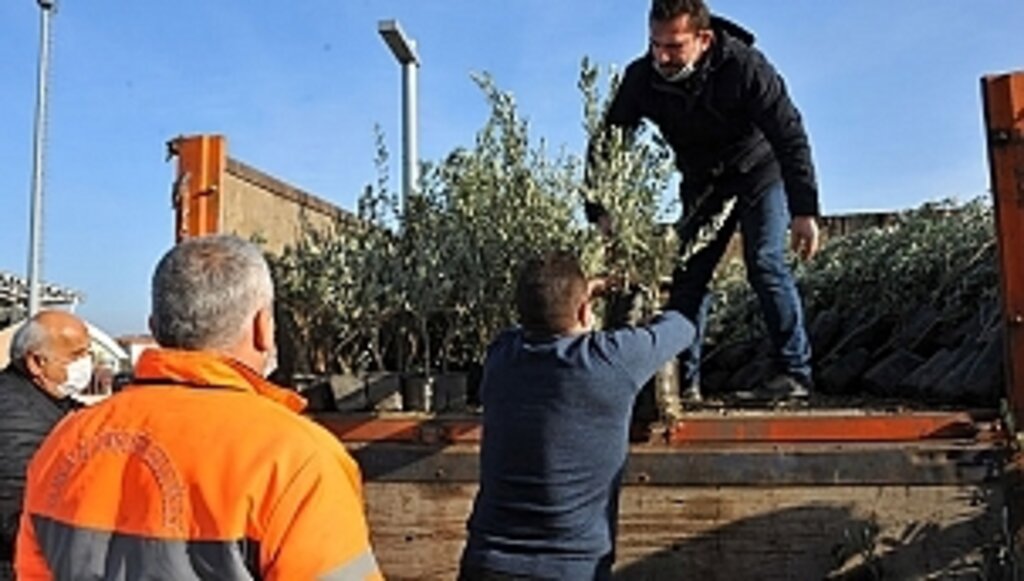 Büyükşehirden Zeytin Fidanı Desteği