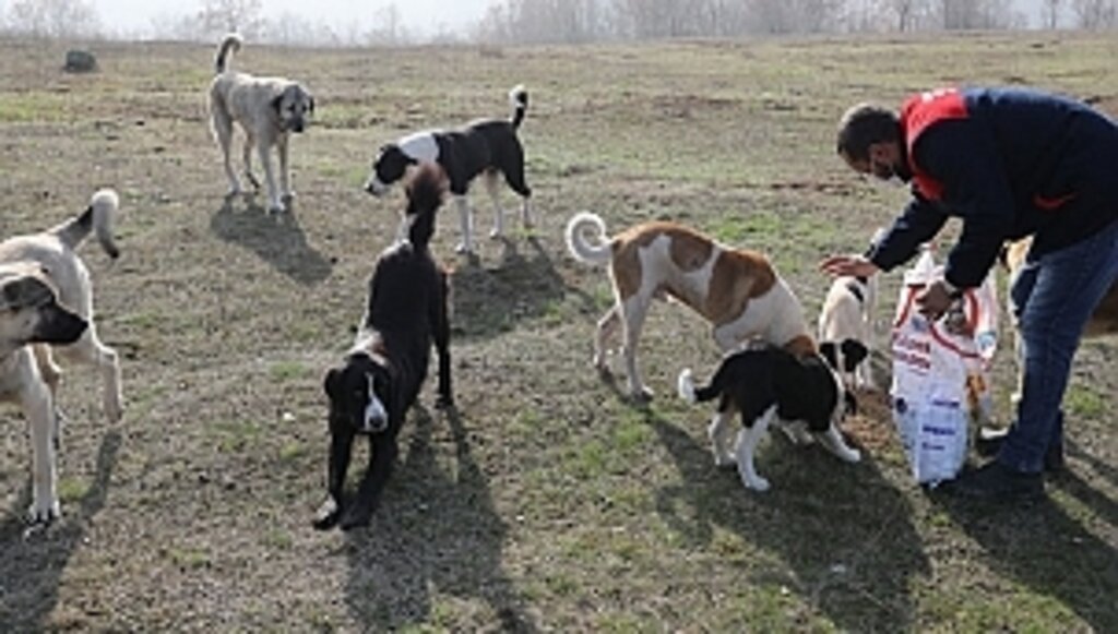 İlkadım'da Can Dostları Unutulmadı 