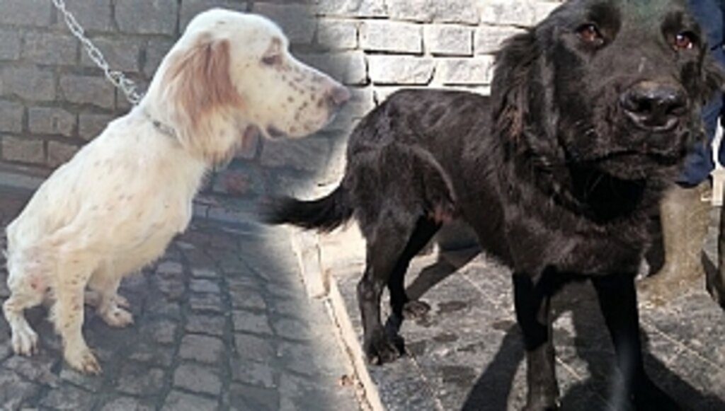 Yaralı Köpekler Sağlıklarına Kavuştu