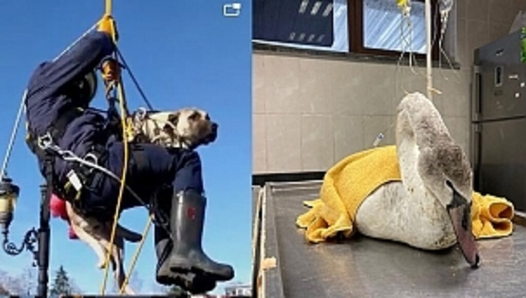 Büyükşehirden Kurtarma Operasyonu