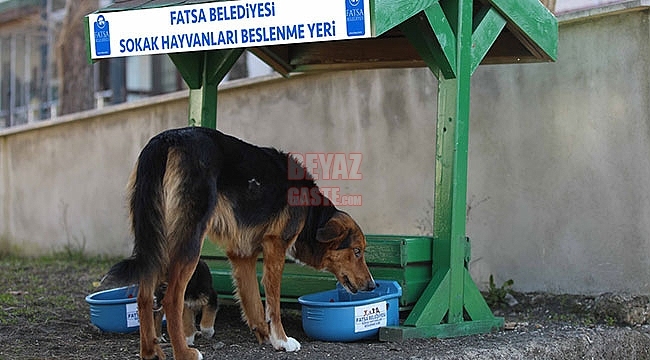 Fatsa'da Sokak Hayvanları İçin Beslenme Noktaları Oluşturuldu