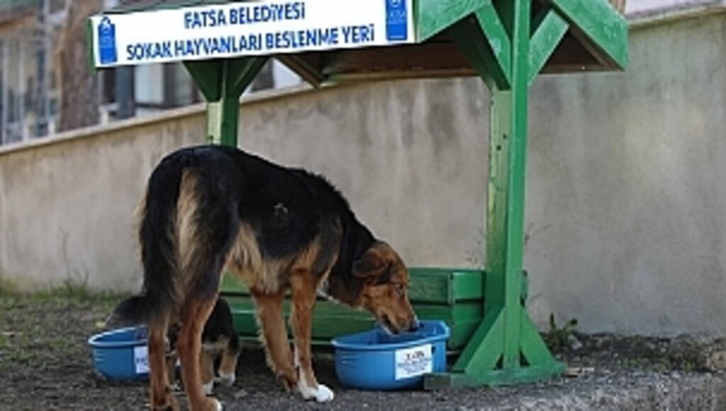 Fatsa'da Sokak Hayvanları İçin Beslenme Noktaları Oluşturuldu