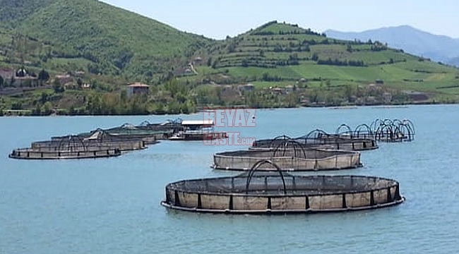 Samsun'da Su Ürünleri Yetiştiriciliği Artarak Devam Ediyor