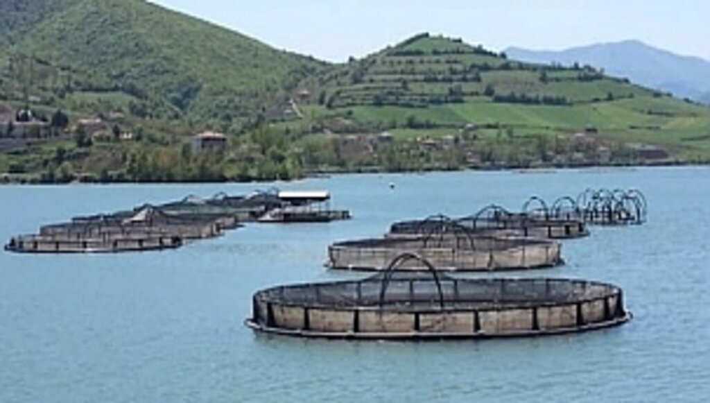 Samsun'da Su Ürünleri Yetiştiriciliği Artarak Devam Ediyor