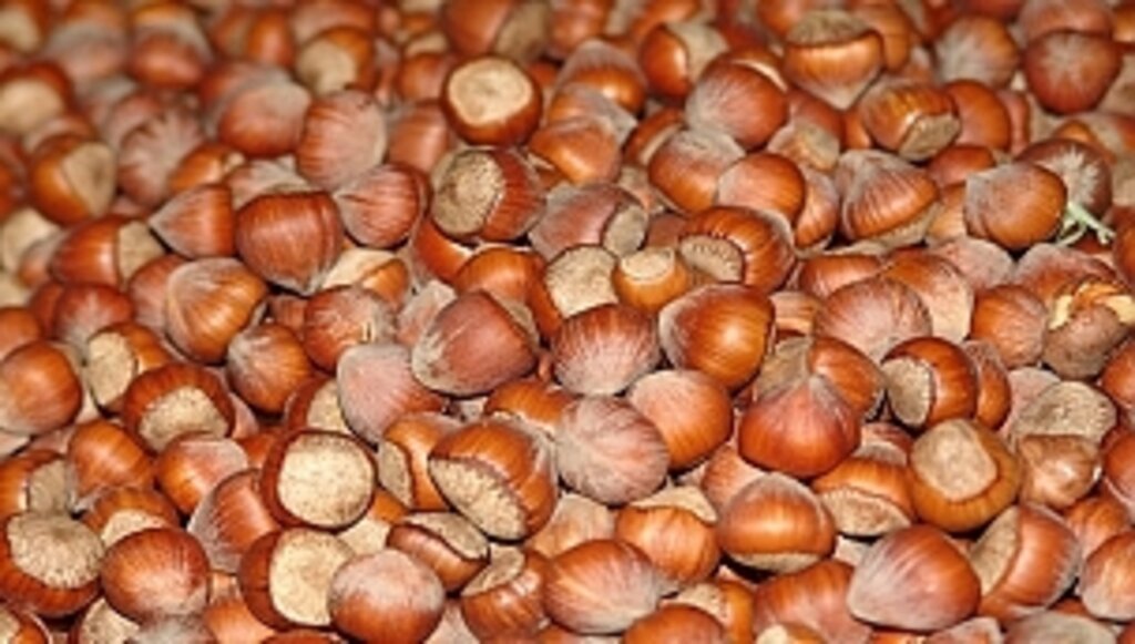 Fındık İhracatında Döviz Girdisin Azaldı