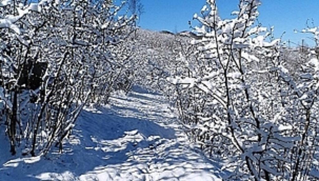 Kar Yağışı Fındığa Olumlu Etki Yapıyor 