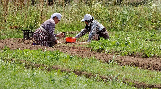 Tarımda Büyükşehir Damgası