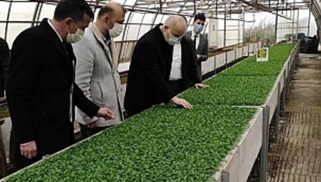 Kendi Tohumları OMÜ'nün Kampüste Filizleniyor