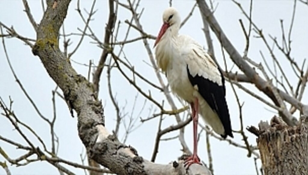 Kuş Cenneti, Leyleklerle Şenlendi