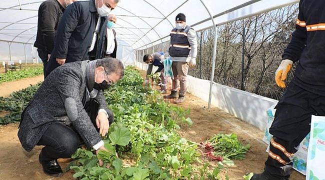 Seralarda Yetişen Sebzeler İhtiyaç Sahiplerine Ulaştırılıyor!