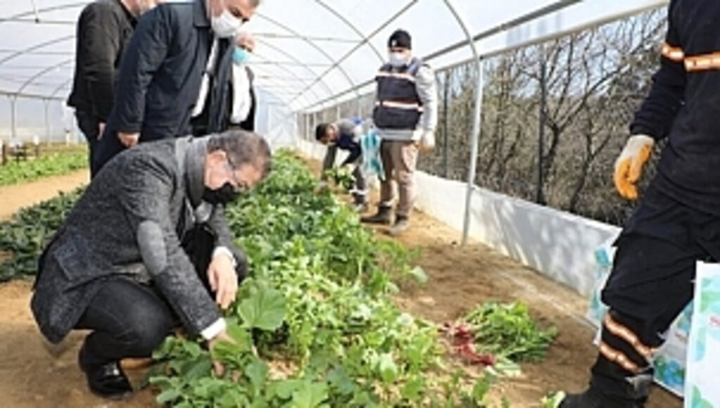 Seralarda Yetişen Sebzeler İhtiyaç Sahiplerine Ulaştırılıyor!