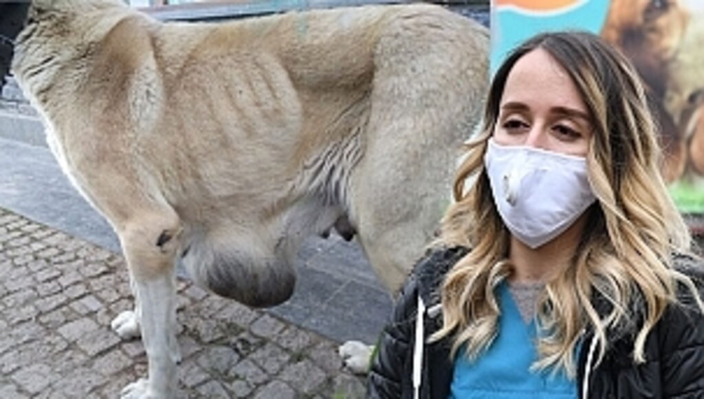 Sokakta Bulunan Köpeğe Büyükşehir Sahip Çıktı