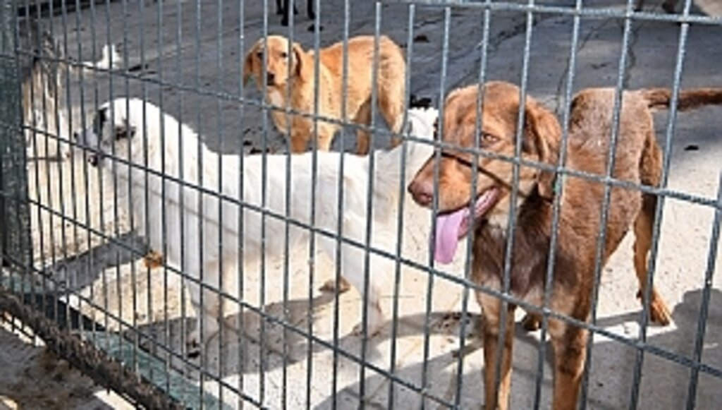 10-14 Günlük Tedavinin Ardından Doğal Yaşamına Bırakılıyor