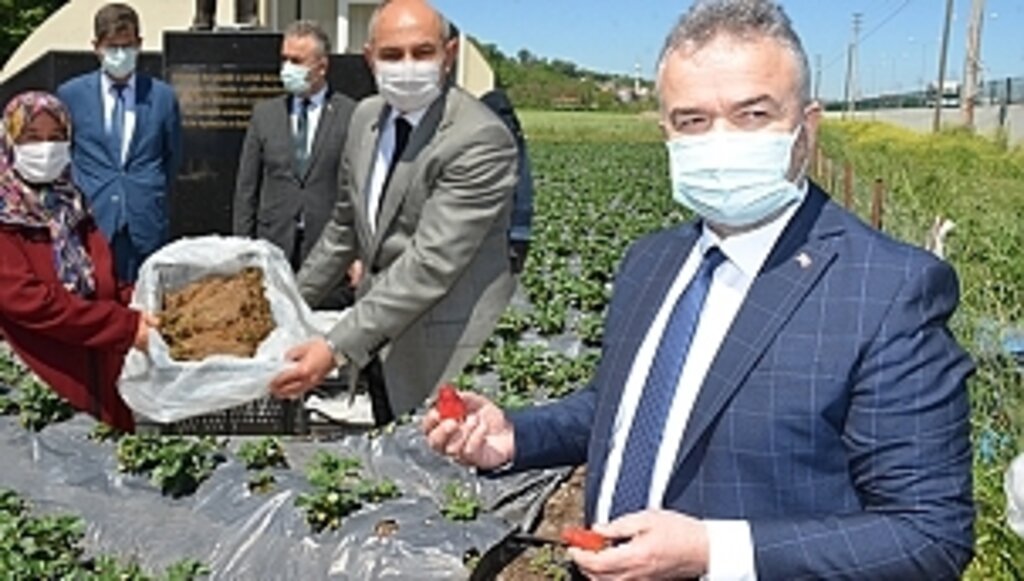 19 Mayıs Çilek Üreticilerine Fide Desteği
