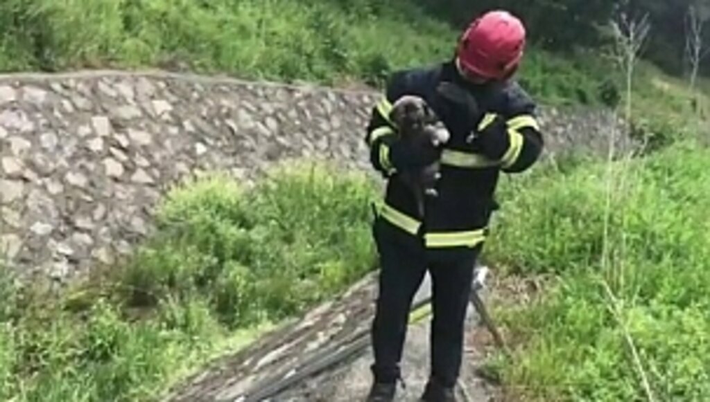 İtfaiye, Dereye Düşen Yavru Köpek Kurtarıldı