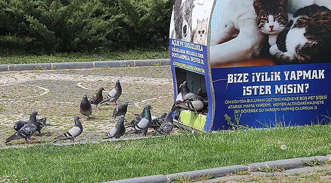 Sokak Canlılarına 'Tam Kapanma' Desteği