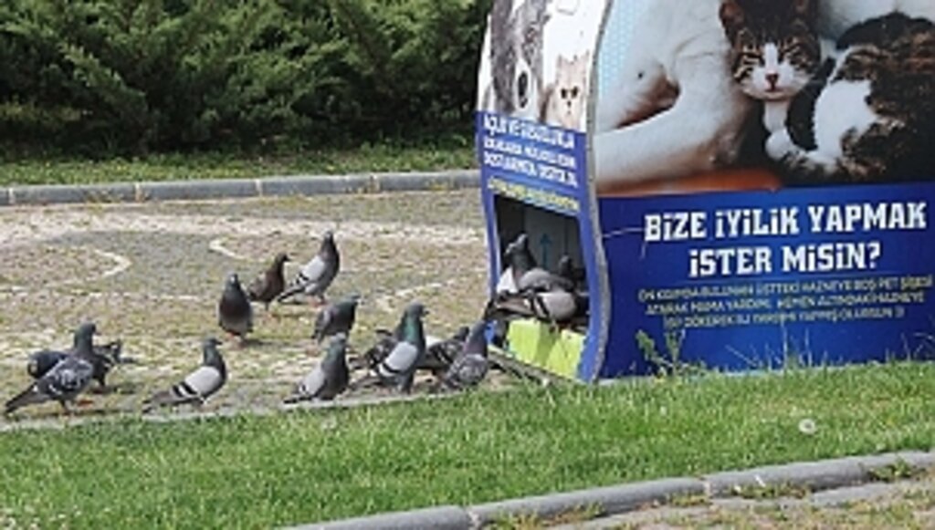 Sokak Canlılarına 'Tam Kapanma' Desteği 