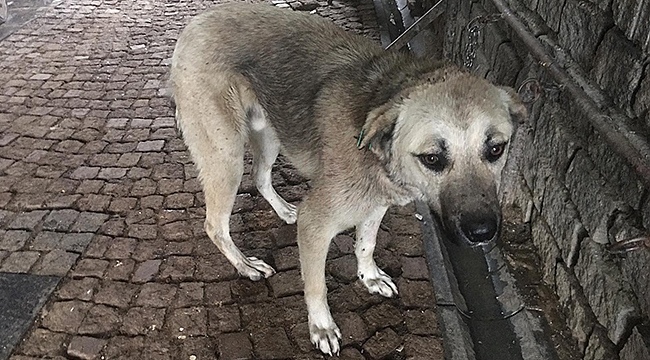 Yaralı Sokak Köpeklerine Büyükşehir Şefkati