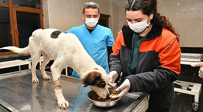 Yavruları Yuvalarından Uzaklaştırmayın