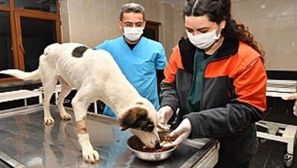 Yavruları Yuvalarından Uzaklaştırmayın