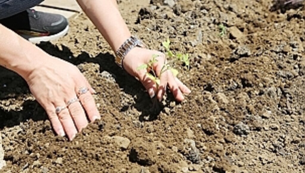 AtaTohum'da Yaz Fideleri Toprakla Buluştu