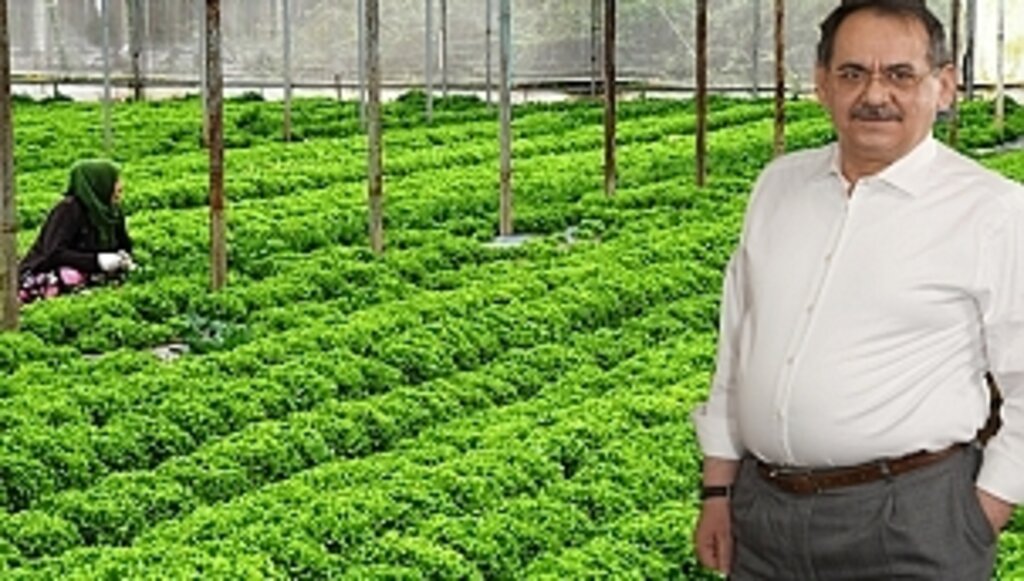 Bafra Markalaşıyor