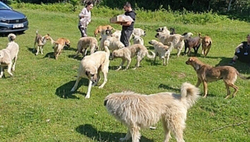 Can Dostlara Derman Oluyorlar