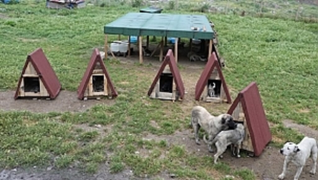 Demirtaş'dan Sokak Hayvanları İçin Yapılan Çalışmalara Destek