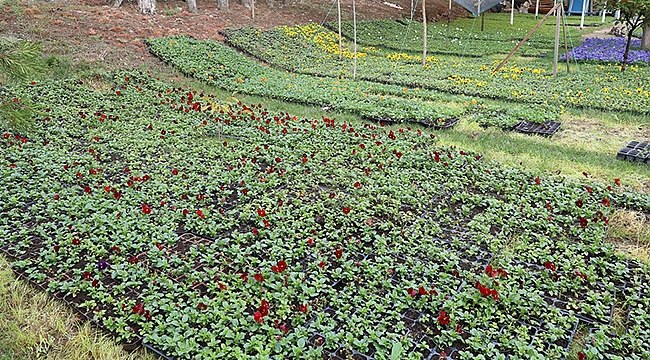 İlkadım'da Mevsimlik 100 Bin Çiçek Toprakla Buluştu