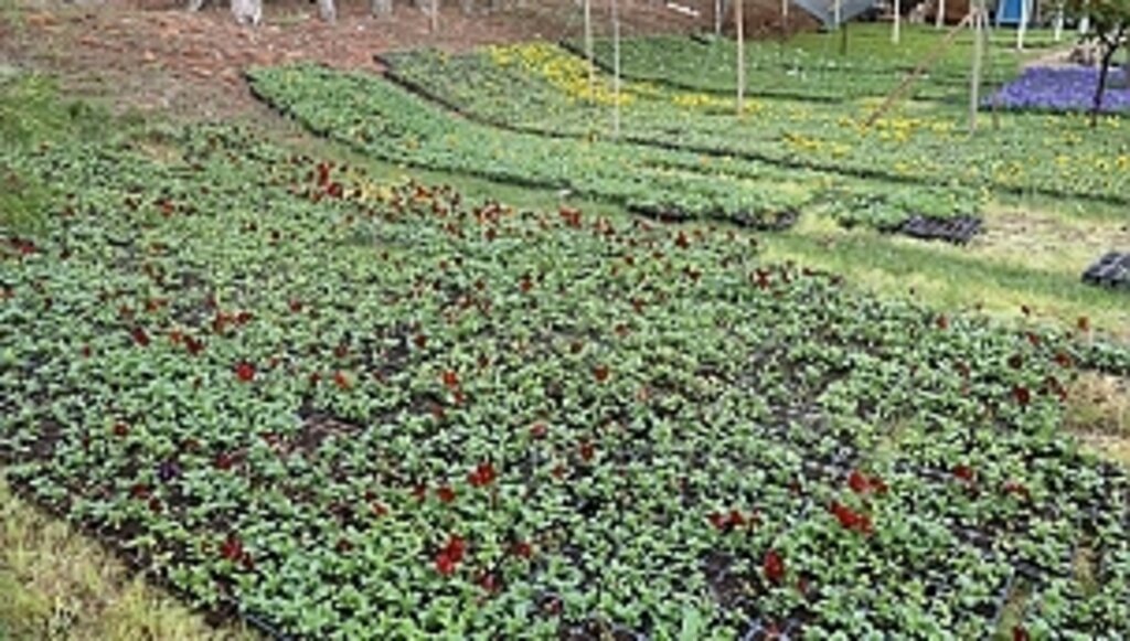 İlkadım'da Mevsimlik 100 Bin Çiçek Toprakla Buluştu