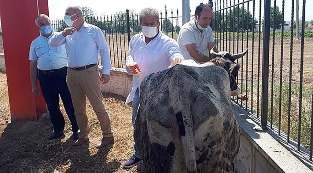 6 Bin Büyükbaş Hayvan İçin Kene İlacı Dağıtıldı