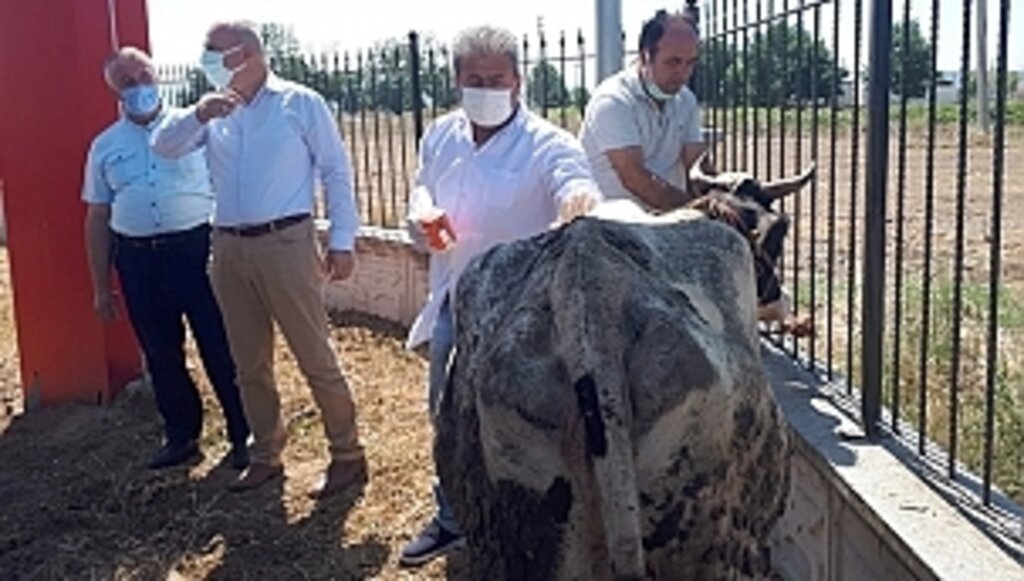 6 Bin Büyükbaş Hayvan İçin Kene İlacı Dağıtıldı