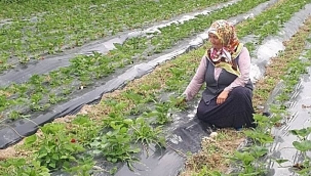 7,5 Ton Rekolte Bekleniyor