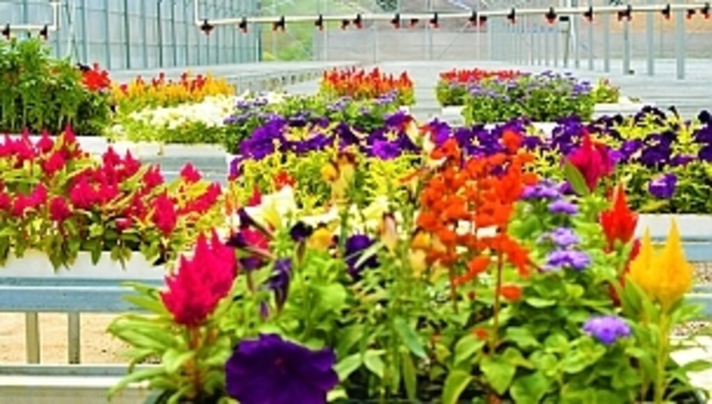 Çöpler Çiçek Oldu Rengârenk Açtı