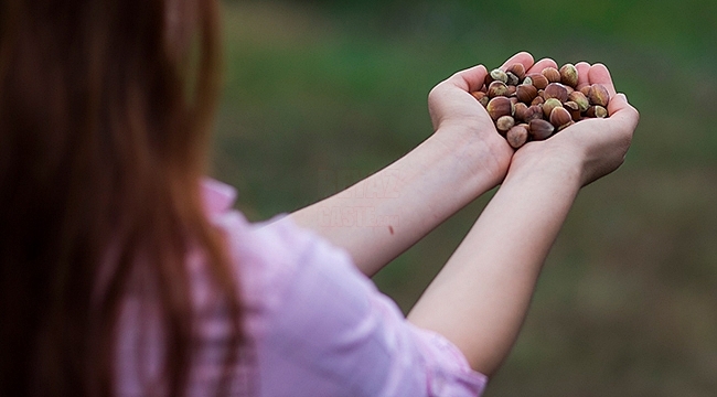 Ferrero, Türk Fındık Sektörü İçin Değer Yaratmaya Devam Ediyor